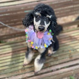 Libby - Poodle