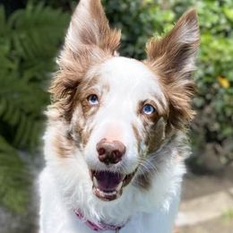 Border Collies from Legacy Pet Services and Border Collies