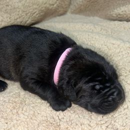 Pink Collar - Black brindle female Cane Corso puppy in Fairfield, California from Royal Class Kennels