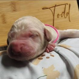 Pink collar - Cream female Goldendoodle puppy in Willow Springs, Missouri from Todd Family Homestead