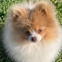 Wisteria - Lavender female Pomeranian puppy in Buck Valley, Pennsylvania from Buck Valley Pomeranians