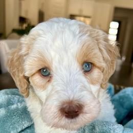 Girl 2 Not sure which girl is available yet - Parti female Goldendoodle puppy in Peoria, Arizona from Az Doodlez