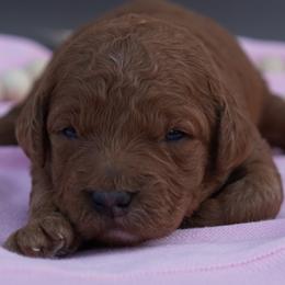 Moana - Red  female Goldendoodle puppy in Lancaster, Pennsylvania from Henriquez Puppies