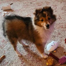 Mordecai - Sable & white male Toy Shetland Sheepdog puppy in Houston, Texas from LaLa's Lilliputian Lassies