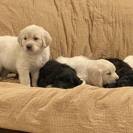 Assorted Doodle Crosses Puppies from Curly Hollow Doodles
