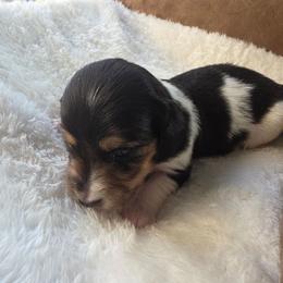 Truffle - Piebald female Dachshund puppy in Buckeye, Arizona from Duran Dachshunds