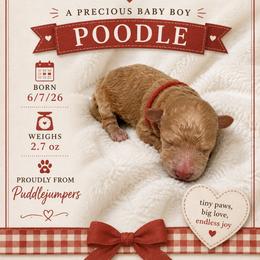 Red - Red  male Poodle puppy in Walterboro, South Carolina from Puddlejumpers