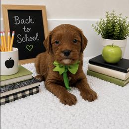 Yellow girl - Red female Cavapoo puppy in Waskom, Texas from Pearls & Curls doodles & poodles