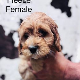 Fleece - Red female Cavapoo puppy in Woodleaf, North Carolina from Circle T Ranch K9s