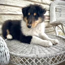 Jimmy - Black white and tan male Collie puppy in Park, Kansas from A/K Rough Collies