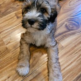 Boy 5 - Sable male Tibetan Terrier puppy in Dorena, Oregon from West Coast Tibetans
