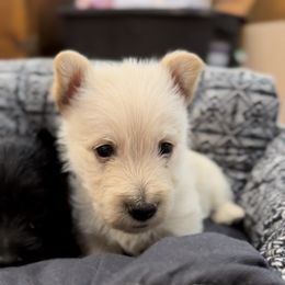 Wheaten Boy B (Blue Collar) - Wheaten male Scottish Terrier puppy in Wellston, Ohio from White Apple Kennel