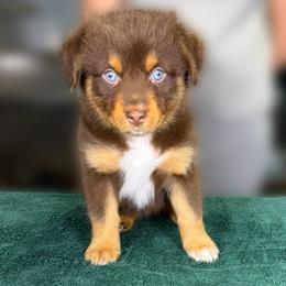 Cobbler (blue) - Red tri-color female Australian Shepherd puppy in Falmouth, Kentucky from Queen City Farm
