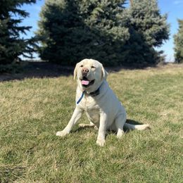 Roxy - Labrador Retriever