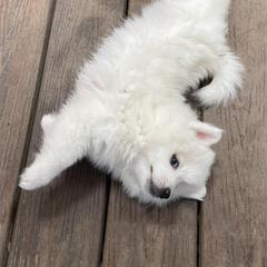 American Eskimo Dogs from Sesi’s Legacy Kennels