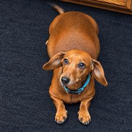 Molly - Dachshund
