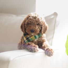 Goldendoodle Puppies from Dashing Doodle Pups