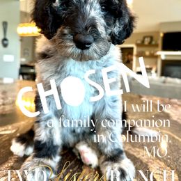 Akela - male Newfypoo puppy in Jackson, Missouri from Two Sisters Ranch, LLC