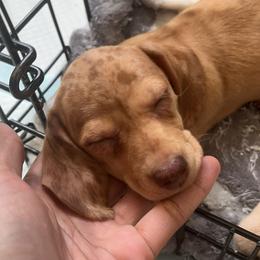 Dachshund Puppies from Jae’s Puppy House