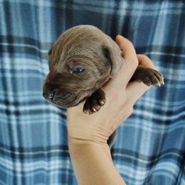 Blueberry Muffin - Blue female Great Dane puppy in Marshall, Michigan from Dream K9