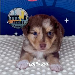 Dot - Red merle female Miniature Australian Shepherd puppy in Tucson, Arizona from TTTNT Aussies