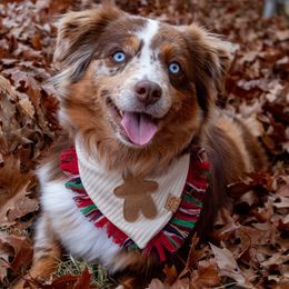 Wren - Red merle female Miniature Australian Shepherd puppy in Oklahoma City, Oklahoma from Outland Toy & Mini Aussies
