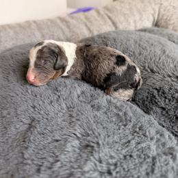 Girl 1 - female Aussiedoodle puppy in Jacksonville, Florida from Lolo’s Aussiedoodle
