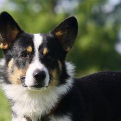 Pembroke Welsh Corgis from Hohertz Pembroke Welsh Corgis