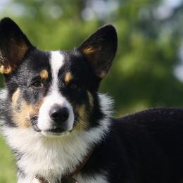 Pembroke Welsh Corgis from Hohertz Pembroke Welsh Corgis