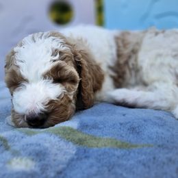 Vern - Parti Goldendoodle puppy in Longview, Washington from Goldensky Doodles