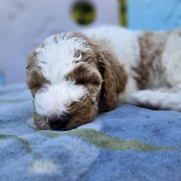 Vern - Parti Goldendoodle puppy in Longview, Washington from Goldensky Doodles