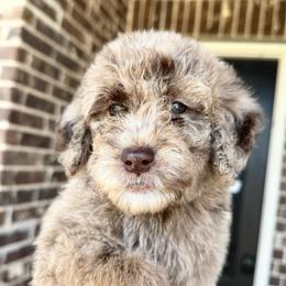 Legacy - Merle female Goldendoodle puppy in Mc Kinney, Texas from Flair Doodles