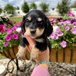 Blueberry PopTart - Black and cream male Dachshund puppy in Middleton, Idaho from Doodle Doxie