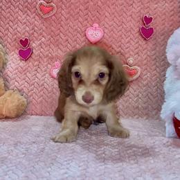 Santy- Chocolate Base Shaded Cream- 2700 - Cream male Dachshund puppy in Biloxi, Mississippi from Southern Doxies Ms
