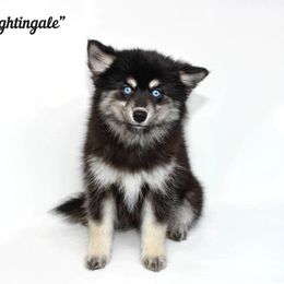 Nightingale - Black and white female Pomsky puppy in Murfreesboro, Tennessee from Middle Tennessee Pomskies