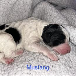Mustang - Black and white male Bernedoodle puppy in Ankeny, Iowa from Bernedoodlesbest