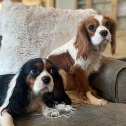 Cavalier King Charles Spaniels, Cavapoos, and Poodles from Paw Palace breeding