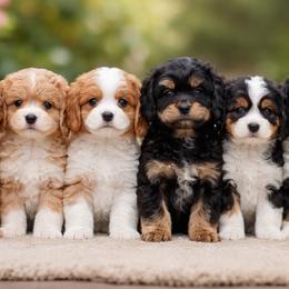 Cavapoo puppies from Huck's Adventures