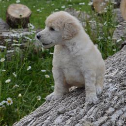 Poodle Puppies from D and D Standard Poodles