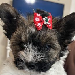 Buttercup - Black tan and white female Biewer Terrier puppy in Brooks, Georgia from Brooks Beauties