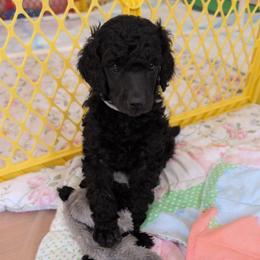 Hunter - Blue male Poodle puppy in Killingly, Connecticut from Isfahel Kennels