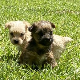 Goldendoodle and Yorkshire Terrier Puppies from Pups of the Lowcountry
