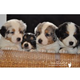 Australian Shepherd Puppies from Davishire Australian Shepherd