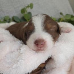 Rolo - Red tri-color male Australian Shepherd puppy in Summerville, South Carolina from Flowertown Aussies