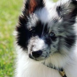 Shetland Sheepdogs from Clermont