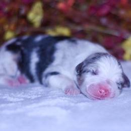 Sienna - Blue merle female Australian Shepherd puppy in Easton, Missouri from MMA Kennel