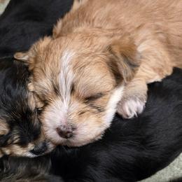 Penny - White and tan female Morkie puppy in Thompson, Iowa from Weiss's Puppies