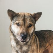Nami - Kishu Ken