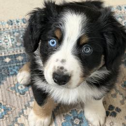 Arrow - Black tri-color female Australian Shepherd puppy in Niles, Michigan from Tara's Australian Shepherds