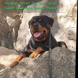 Vinnie - Rottweiler